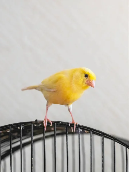 Selective focus. Curious yellow canary looks straight sitting on a cage on a light background. Breeding of songbirds. Vertical view.