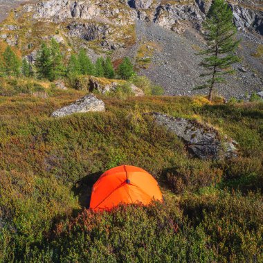 Lonely tent in the mountain forest. Orange camping tent in a low bush in the sunlight. Tourism concept adventure voyage outdoor. Square view.