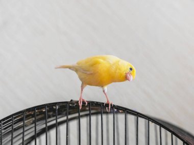 Selective focus. Canary Bird. Curious yellow canary looks straight sitting on a cage on a light background. Breeding of songbirds. 