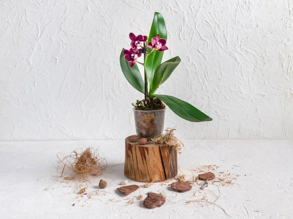 Purple Mini Orchid Pot White Background Home Gardening Breeding Orchids 스톡 이미지