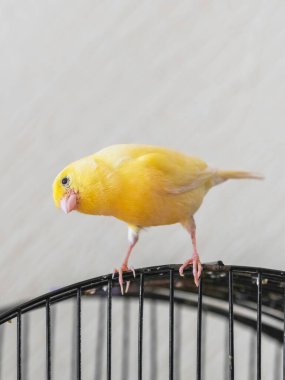 Selective focus. Canary Bird. Curious yellow canary looks straight sitting on a cage on a light background. Breeding of songbirds. 