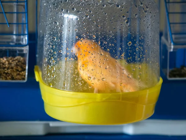 Blurry View Bird Bath Orange Canary Washes Bird Bath Its Imagem De Stock