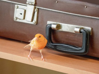 Selective focus. Funny singing canary on the background of an old suitcase. Young male Curious yellow canary. Breeding songbirds at home.