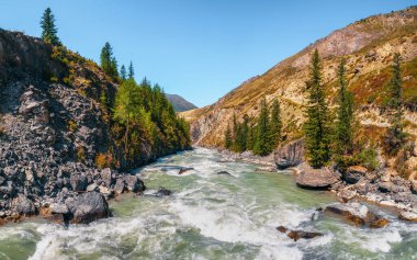 Rusya, Sibirya 'daki Altai dağlarında sarı sonbahar ağaçları olan Katun Nehri' ne güç verin. Renkli sonbahar manzarası Ağaçlarda altın yapraklar geniş turkuaz dağ nehri boyunca gün ışığında.