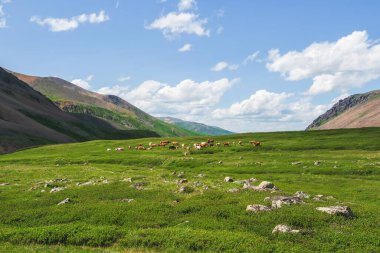 Alpine cows grazing, summer green slope of high mountains. Group of cows in the distance on a green pasture against the background of mountains.