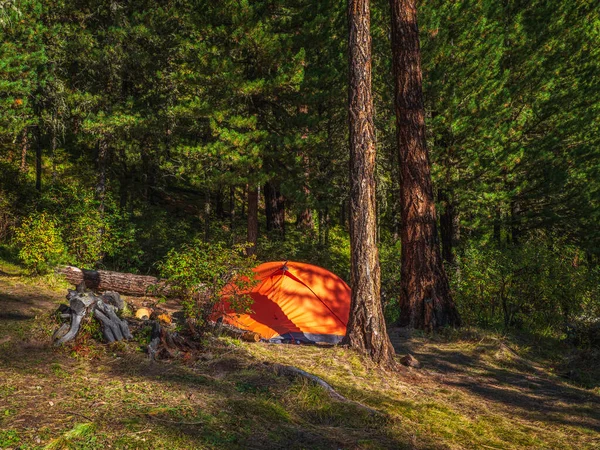 Vivid orange tent under conifer trees on summer forest. Tent under tree in coniferous forest on hillside. Closeup of bright orange tent in mountains. Scenic mountain landscape in autumn.