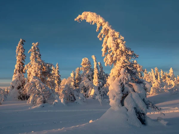 Golden morning light on snow-covered fir trees. Arctic harsh nature. Mystical fairy tale of the winter frost forest. Dawn northern minimalistic natural background.
