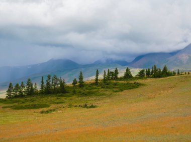 Değişken havada, bulutlu gökyüzünün altında sedir ormanlarına ve yüksek dağ sıralarına çarpıcı bir manzara. Büyük dağlara karşı seyrek büyüyen renkli yaz manzarası.