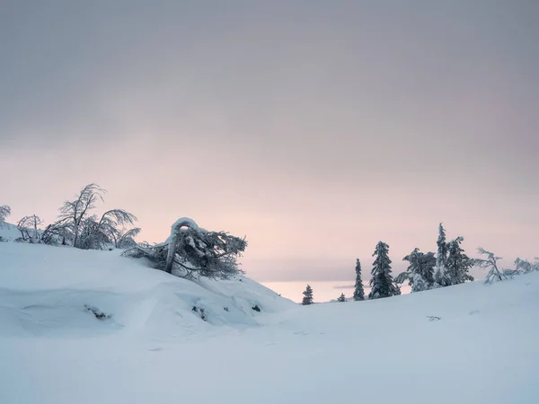 Amasing pink dawn. Frozen mountain spruce on a winter snow-covered slope. Semi-darkness, minimalistic appearance. Arctic harsh nature. Mystical fairy tale of the winter frost forest.