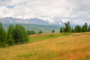 Summer cedar green forest in front of the foggy high mountains. Mountain alpine woodland. Atmospheric green forest landscape.