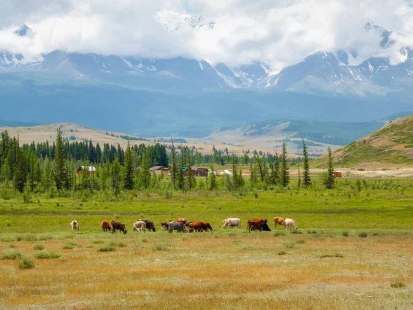 Beautiful scenery with calves and cows grazing in meadow in mountain countryside. Mountain pasture with calf and cows. Group of cows in the distance on a ranch.