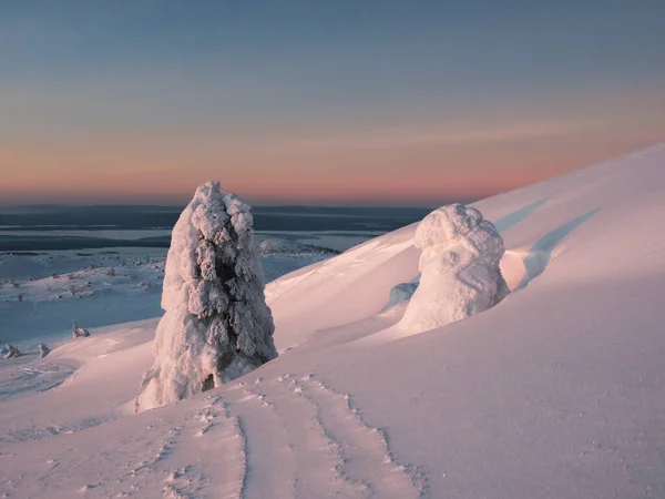 在日落时 冬季戏剧性的简约风景 雪地飘扬 树木被雪覆盖 雪地铺满积雪的道路 雪地上长满了美丽的云杉 严酷的北极性质 免版税图库照片