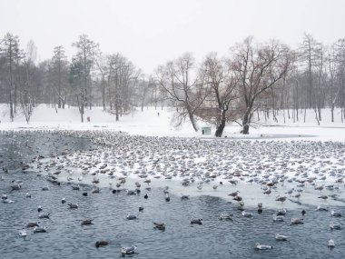Mystical morning landscape with winter fog over the lake and many birds. Frosty winter landscape with lake. Birds on a winter pond. Northern landscape on the lake.