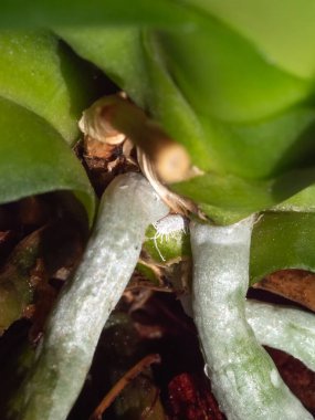 Selective focus. Vertical view of mealybug on orchid roots, close up. clipart