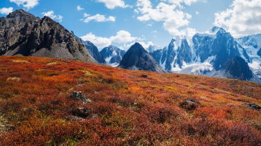 Turuncu sonbahar cüce huş ağacıyla harika bir dağ manzarası var. Kayalık dağın eteklerinde gün ışığında. Altından sonbahar renklerinde gri kayaları olan Motley Dağı manzarası. Dağlarda sonbahar.