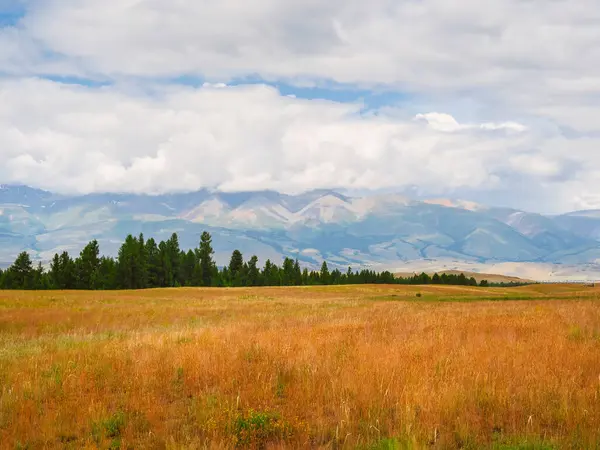 White snowy peaks of mountains in the distance over a coniferous forest and a green spring pasture. Bright alpine landscape with snowy mountain peak in sunny day.