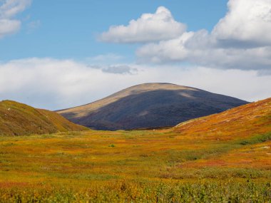 Minimalistic colorful mountain landscape with a diagonally hillside in golden sunlight in autumn in pastel colors. Mountain plateau with a dwarf birch of the red color of the sunlit mountainside.