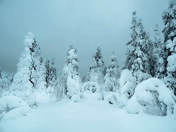Soft focus. Dramatic winter minimalistic northern background with trees plastered with snow against a dark snowy sky. Arctic harsh nature. Mystical fairy tale of the winter raven forest.