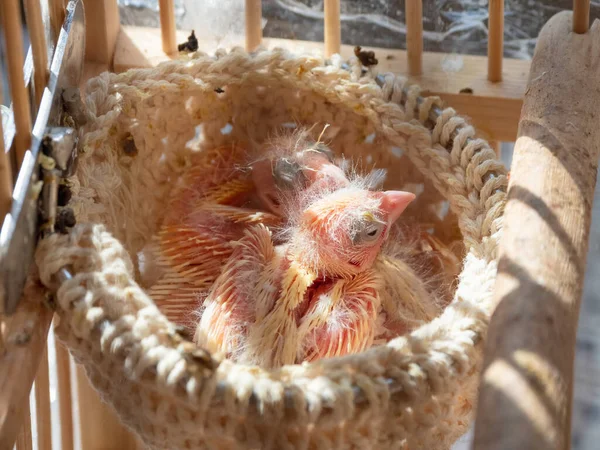 Selective focus. Just hatched three blind canary chicks from an egg in the nest. Spring replenishment in the family. Breeding of songbirds at home.