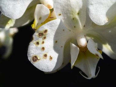 Orchids and Botrytis Fungus. An evil and scary fungus on Orchids. Close up. Diseases of orchids. White branch of a blooming orchid on a black background.