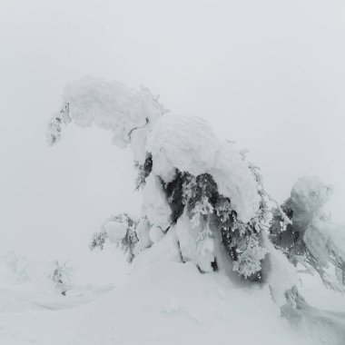 Soft focus. Magical bizarre silhouettes of trees are plastered with snow. Arctic harsh nature. Mystical fairy tale of the winter misty forest. Snow covered Christmas fir trees on mountainside.