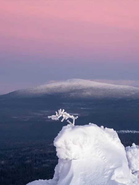 Amazing zen vertical view with a snow-covered branch on the background of a conical hill with a rich purple morning sky. Amazing cold pink dawn over a snowy winter hill. Mystical Arctic fairy tale.