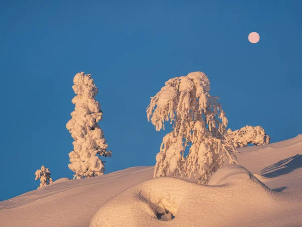 Full moon above the sunny trees is covered with snow on the morning winter polar slope. Dawn northern minimalistic natural background with bright snow spruce.