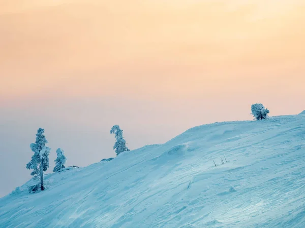 Minimalistic pink dawn magical bizarre silhouette of trees are plastered with snow. Arctic harsh nature. Mystical fairy tale of the winter. Snow covered Christmas fir trees on mountainside.