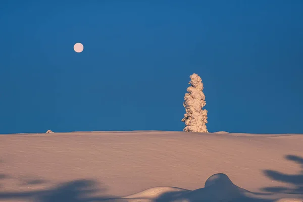Full moon above the sunny small christmas tree is covered with snow on the morning winter polar slope. Dawn northern minimalistic natural background with bright snow spruce. Copy space.