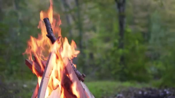 4K 10 bit. Campfire. The flames of the fire burn in the forest against the background of trees. Evening, tranquility and relaxation in a camp in nature — Stock Video