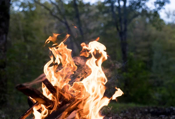 Flames in the forest at dusk close-up. A place by the campfire in a camp Imagens De Bancos De Imagens Sem Royalties