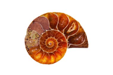 Slice plate ammonite fossil show inside structure on white background clipart