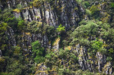 Cervantes Galiçya 'da Ancare' de süpürge ve cüce meşe ağaçlarıyla kaplı dikey kaya tabakası