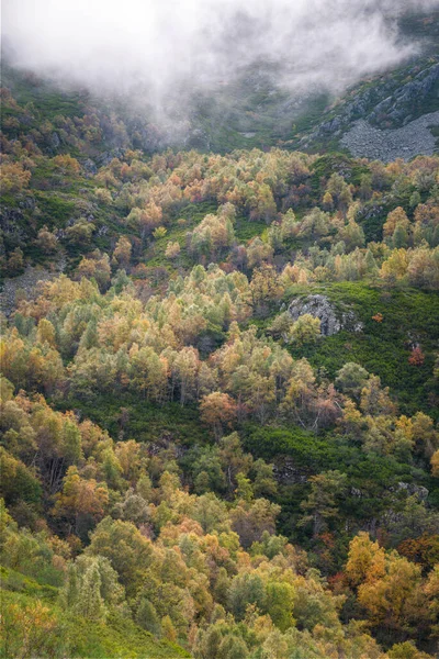 Florestas Bétula Crescem Nas Encostas Uma Montanha Outono Ancares Mountain — Fotografia de Stock
