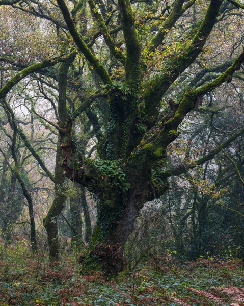 Kaštanovník Pokrytý Břečťanem Podrostu Zimním Lese Lugo Galicia — Stock fotografie