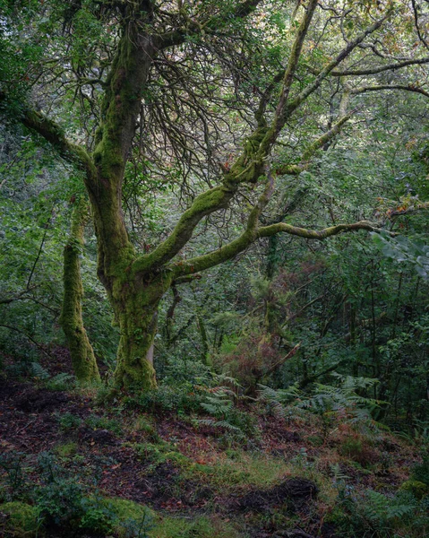 Majestoso Carvalho Velho Musgo Com Uma Atitude Antropomórfica Evocativa Galiza — Fotografia de Stock