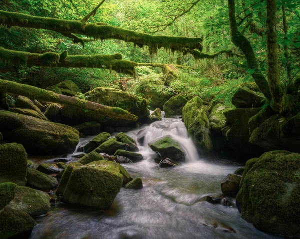 Muschio Ricopre Tronchi Rocce Ruscello Courel Mountains Unesco Geopark Galizia — Foto Stock