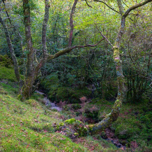 Par Encinas Musgosas Borde Arroyo Las Montañas Xistral Abadin Galicia Imagen De Stock