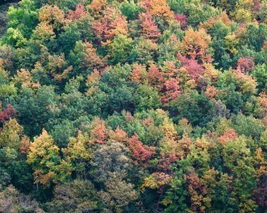 Cervantes Lugo Galiçya 'daki Ancare Dağları' nda sonbaharda yaprak döken bir ormanda ağaç türlerinin renkli bir karışımı.