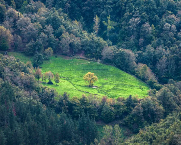 Árbol Con Follaje Amarillo Junto Estanque Medio Prado Cordillera Ancares — Foto de Stock