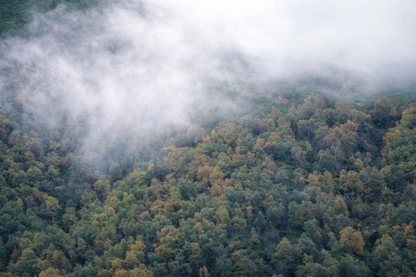 Nebel Hängt Über Einem Birken Und Eichenwald Ancares Gebirge Cervantes — Stockfoto