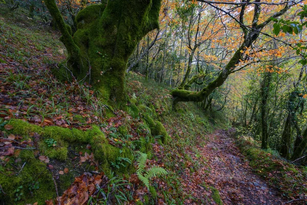 Sendero Través Del Bosque Ancestral Devesa Rogueira Otoño Courel Mountain — Foto de Stock