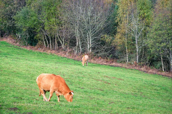 Dwie Krowy Pasące Się Zielonej Łące Obok Kolorowego Lasu Mieszanego — Zdjęcie stockowe