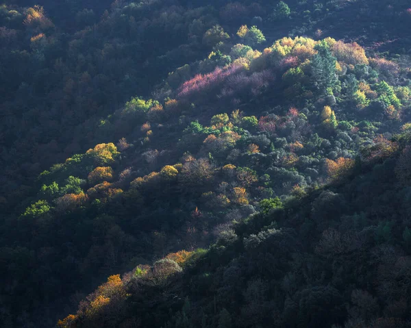 Colorful Combination Tree Species Hillside Forest Ribeira Sacra Ourense — 图库照片