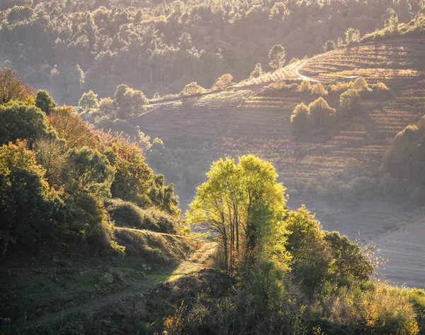 Autumnal Backlighting Illuminates Trees Rural Path Minho River Taboada Galicia — 图库照片