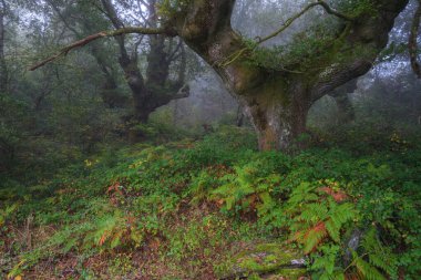 Huge and majestic hundred year old chestnut tree specimens amid the fog in Lugo Galicia