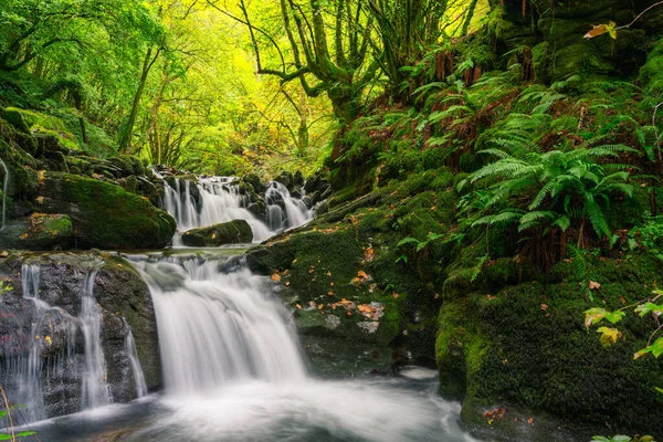 Stream Overcomes Pair Rocky Steps Forming Beautiful Waterfalls Forests Chestnut — Stock fotografie