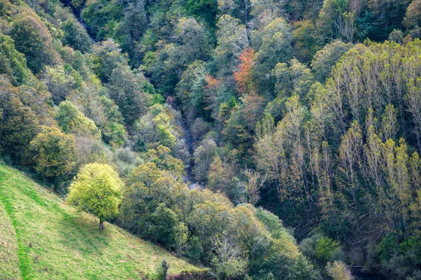 Весенняя Листва Смешанных Лесах Над Рекой Хребте Анкарес Луго Галиции — стоковое фото