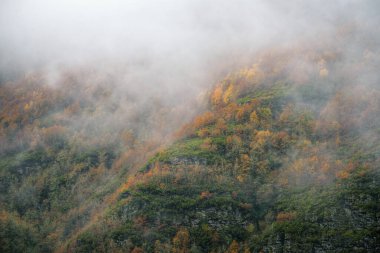 Galiçya 'daki Courel Dağları Geopark' taki puslu bir dağın yamaçlarında bulunan huş ağaçlarında sonbahar rengi