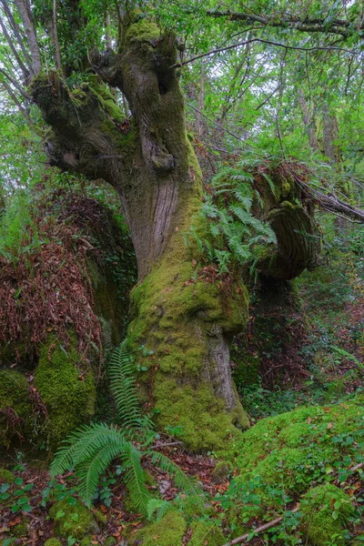 Ancien Spécimen Châtaignier Entouré Fougères Dans Une Forêt Indigène Humide — Photo